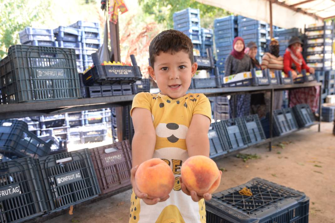 Tarlada kilosu 12 lira fabrikaya 8 liraya satılıyor: Bu yıl hasadı bol olacak 3